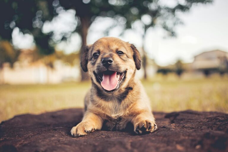 A cute and happy puppy lying on the ground with a cheerful expression outdoors.