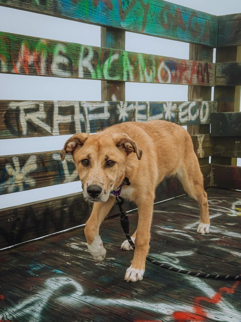 A mixed-breed puppy with a leash stands in a colorful, graffiti-adorned wooden structure.