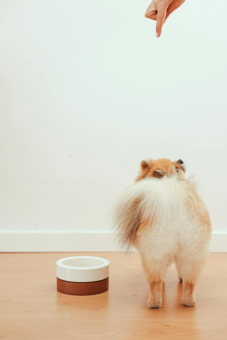 Adorable Pomeranian puppy from behind, responding to a training gesture indoors.