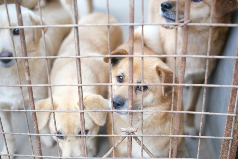 Adorable puppies peering through a rusty cage, longing for adoption.