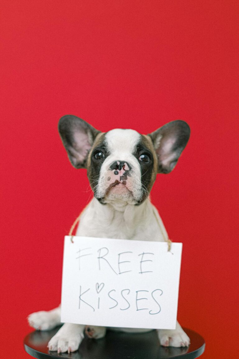 Charming French Bulldog puppy with a 'Free Kisses' sign on a vibrant red background, perfect for pet lovers.