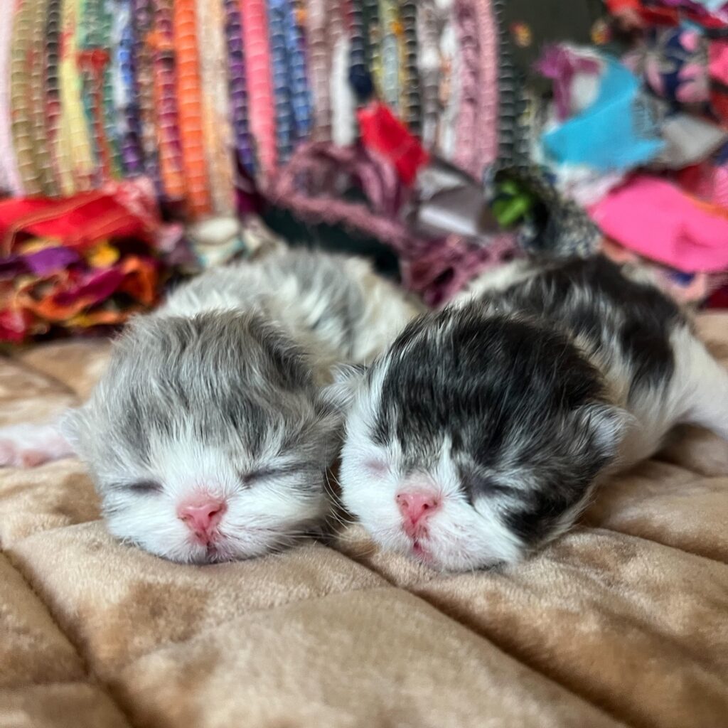 Persian kittens for sale in austin texas