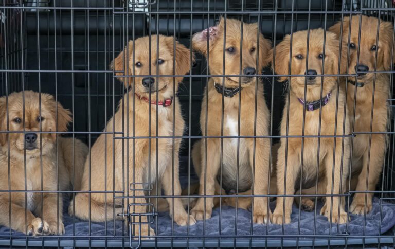 Five cute golden retriever puppies sitting inside a cage, looking playful and curious.