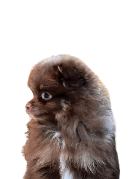 Pomeranian puppies for sale in Austin Texas